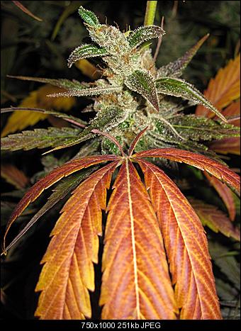 Alien Haze21