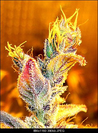 Alien Haze22