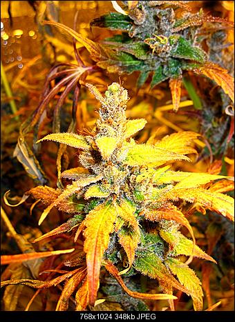 Alien Haze23
