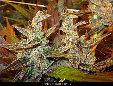 Alien Haze24