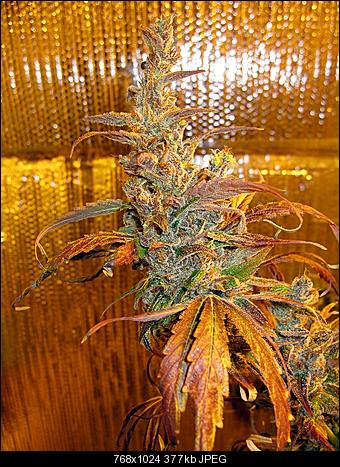 Alien Haze25