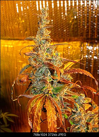 Alien Haze26