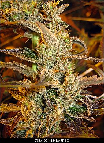 Alien Haze27