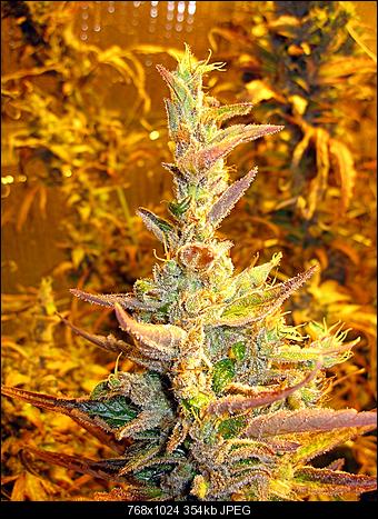 Alien Haze28