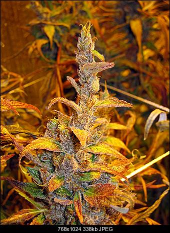 Alien Haze29