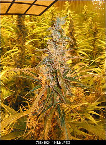 Alien haze3