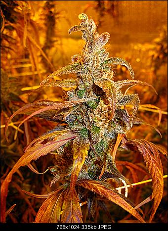 Alien Haze30
