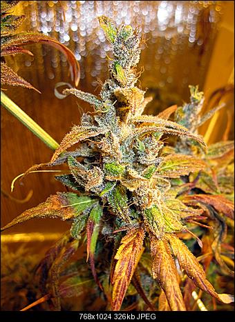 Alien Haze31
