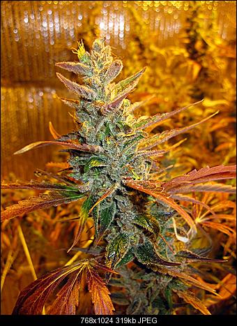 Alien Haze32
