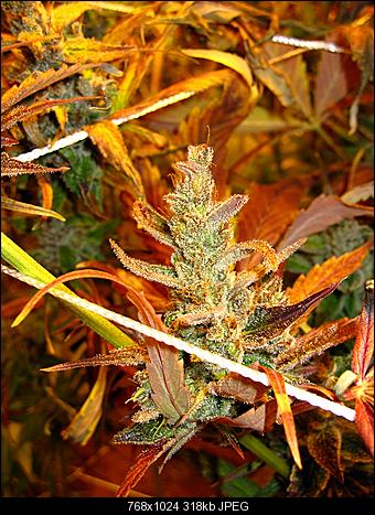 Alien Haze33
