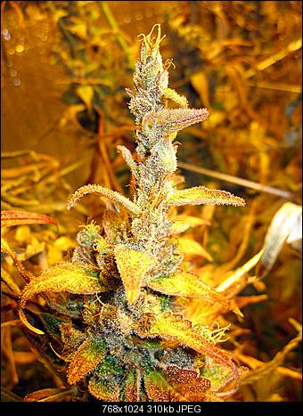 Alien Haze34