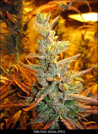 Alien Haze35