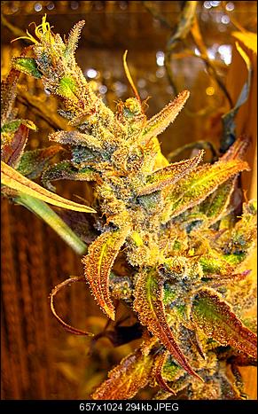 Alien Haze36