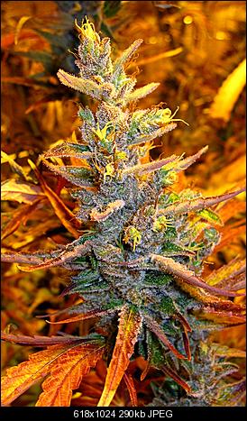 Alien Haze37