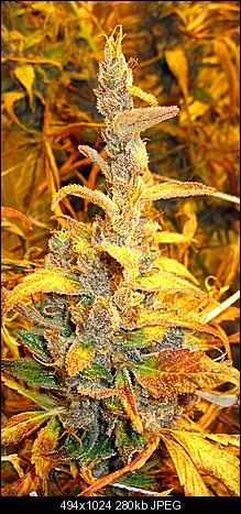 Alien Haze38