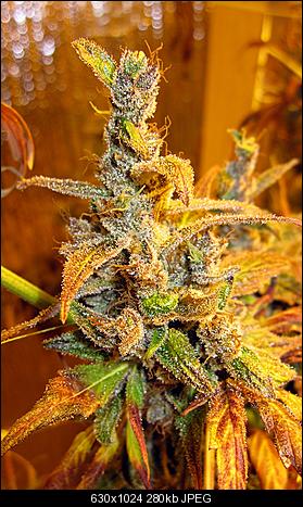 Alien Haze39