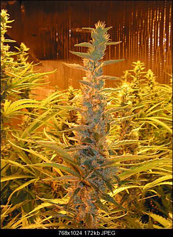Alien haze4