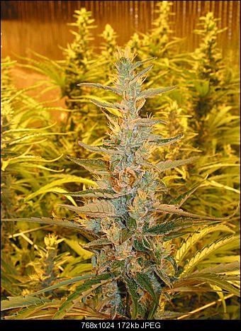 Alien haze5