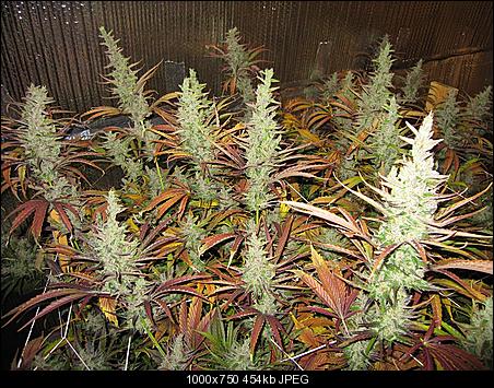 Alien Haze6