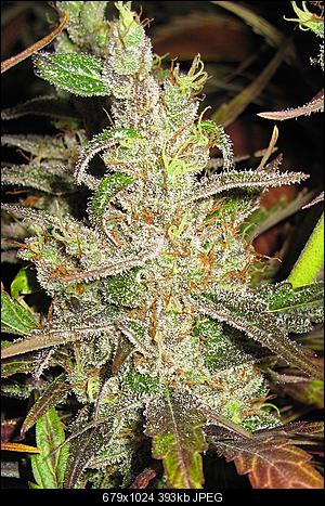 Alien Haze7