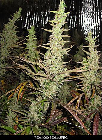 Alien Haze8