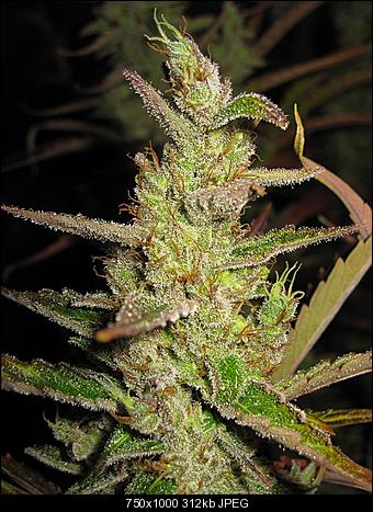 Alien Haze9