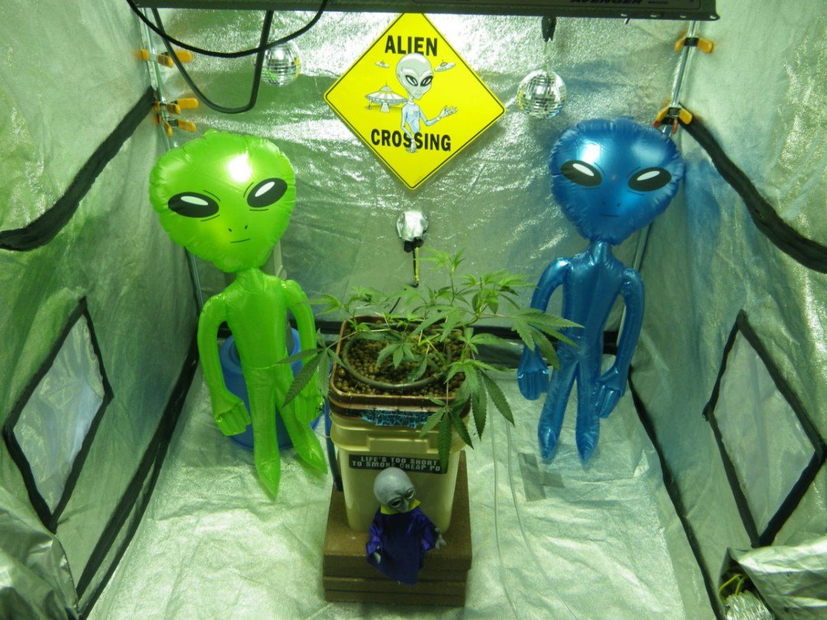 Alien invasion San Diego 058