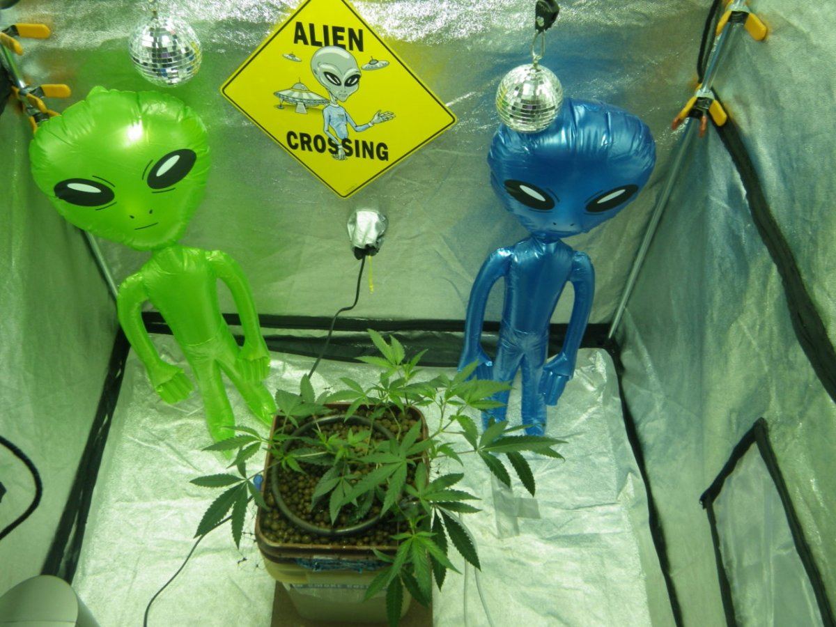 Alien invasion San Diego 066