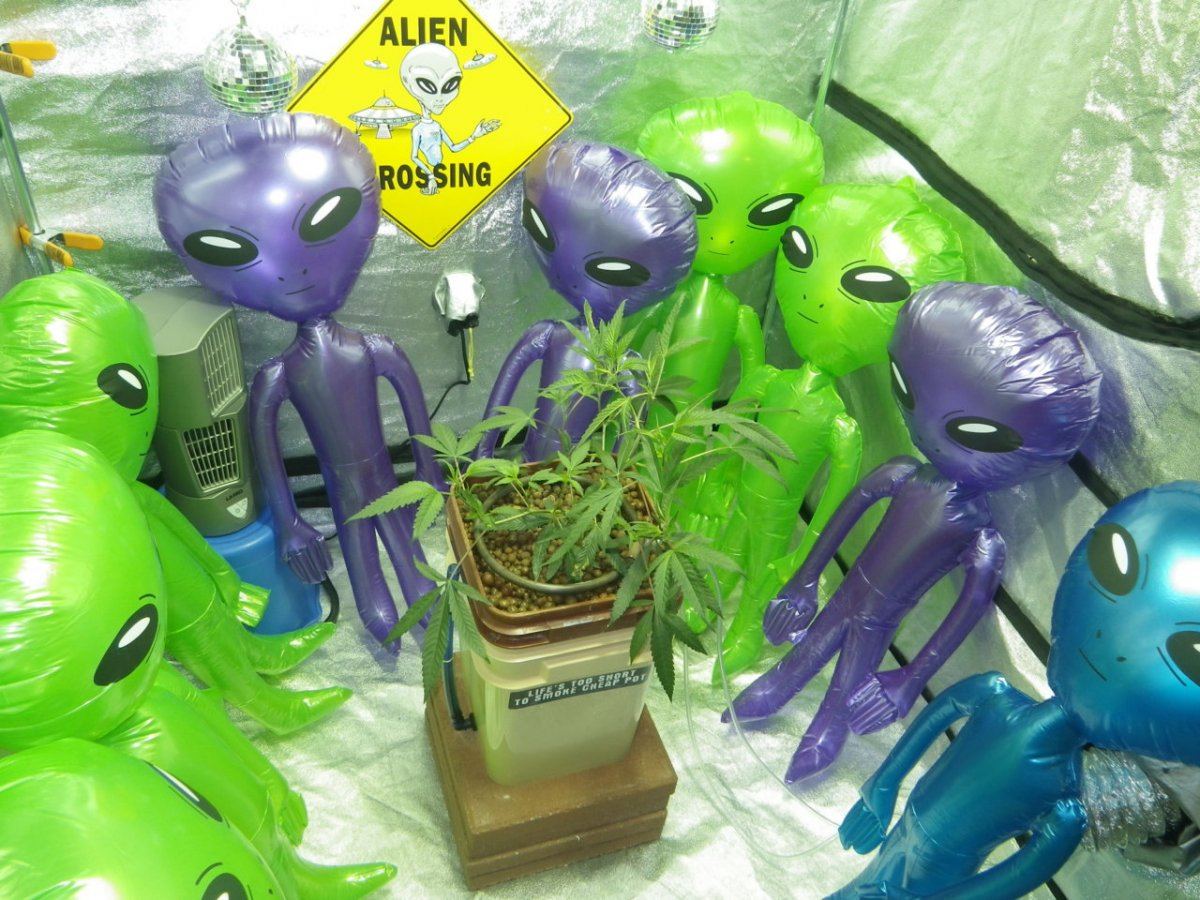 Alien invasion veg week4 scrog sceeen down 003