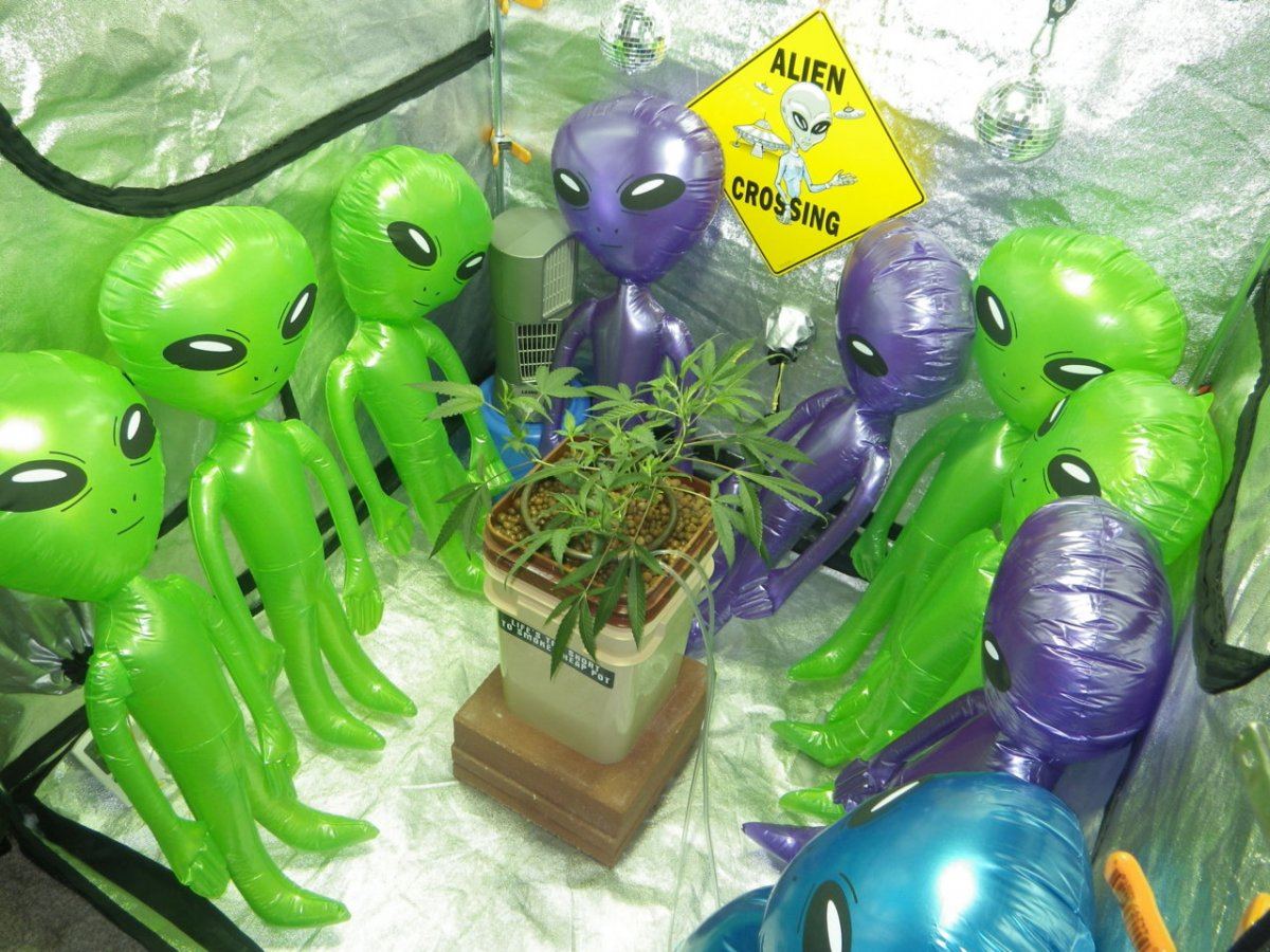 Alien invasion veg week4 scrog sceeen down 004