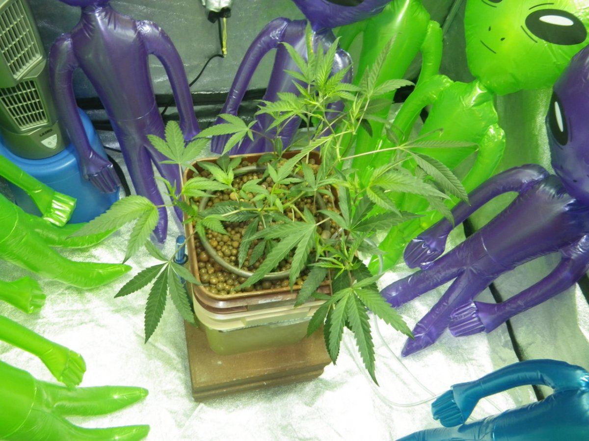 Alien invasion veg week4 scrog sceeen down 005