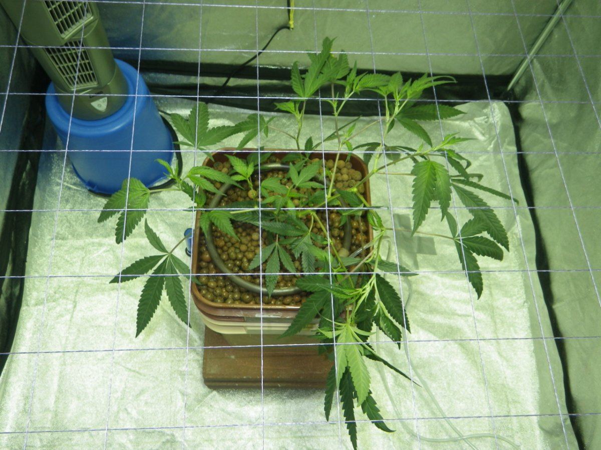 Alien invasion veg week4 scrog sceeen down 008