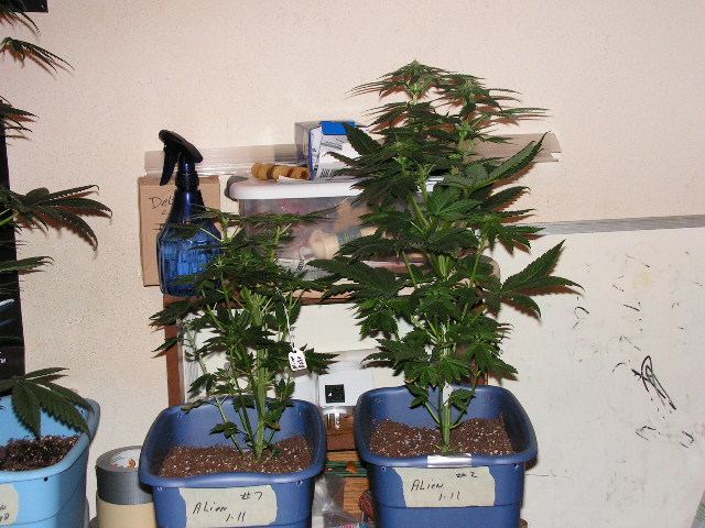 ALIEN KUSH FULLY POLLENATED