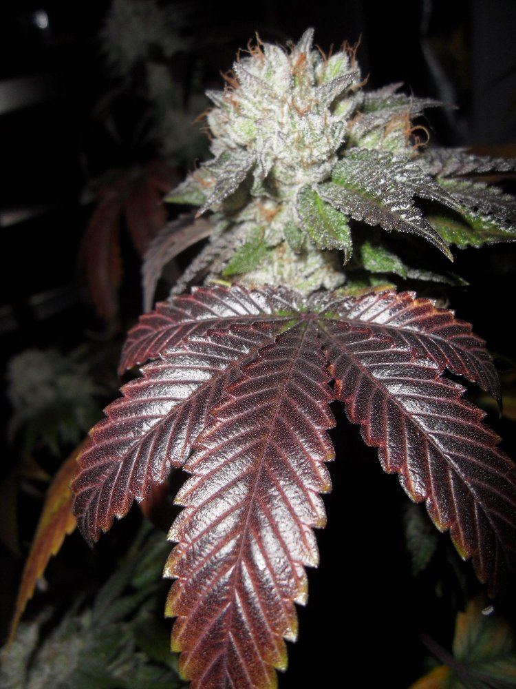 Alien kush  harvest day 56 2