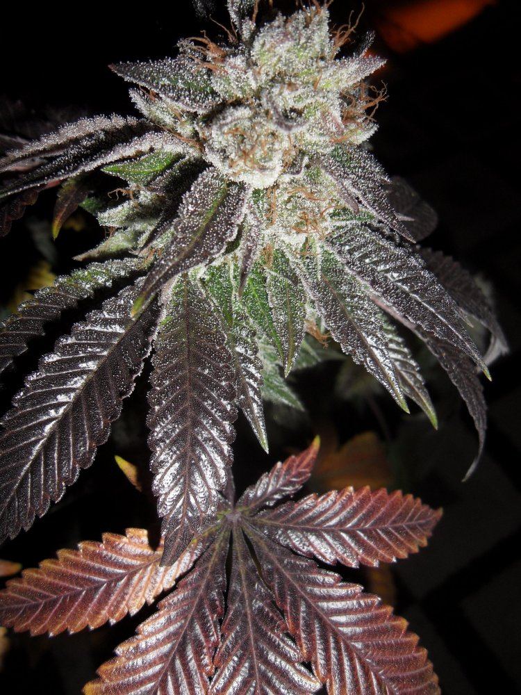 Alien kush  harvest day 56 4