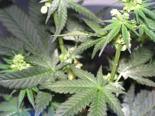 Alien kush pollen maker
