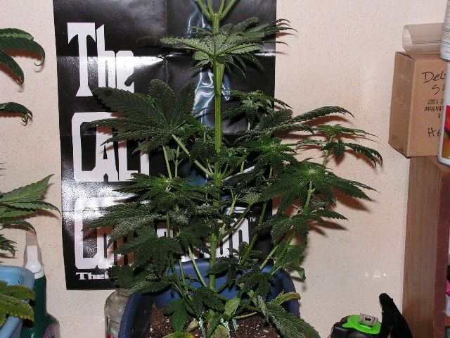 ALIEN KUSH POLLENATED