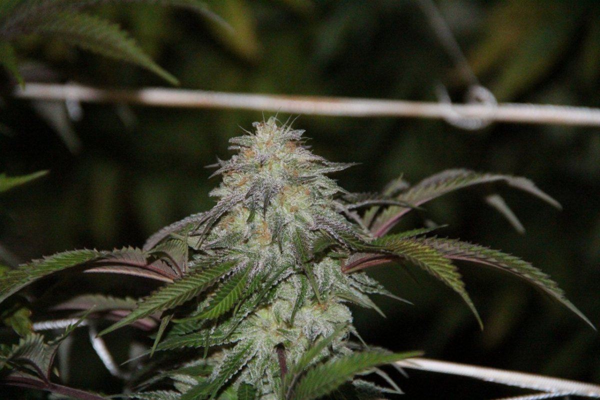 Alien KushThcfarmeredit
