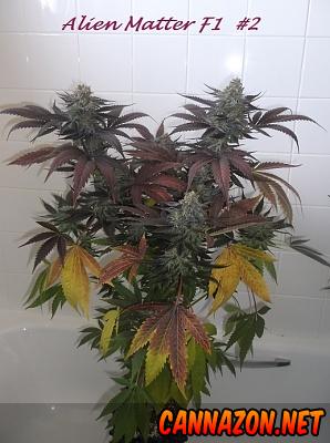 Alien matter 1