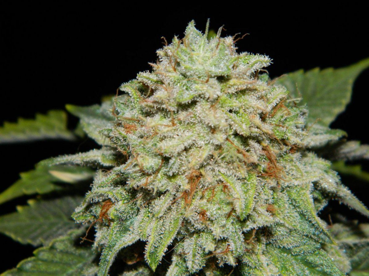 Alien matter 17    2 weeks before harvest 001
