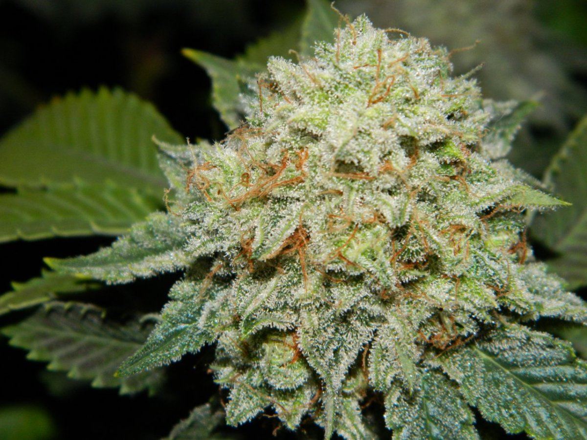 Alien matter 17    2 weeks before harvest 002