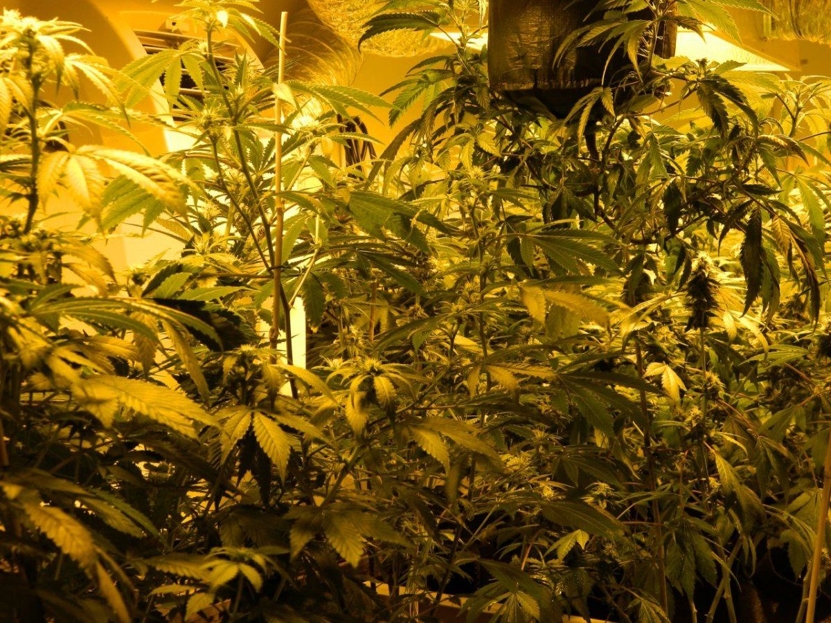 Alien matter 3x flower room 016