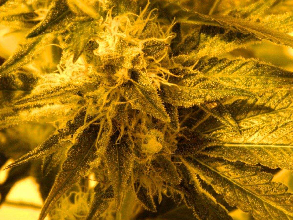 Alien matter 3x flower room 021