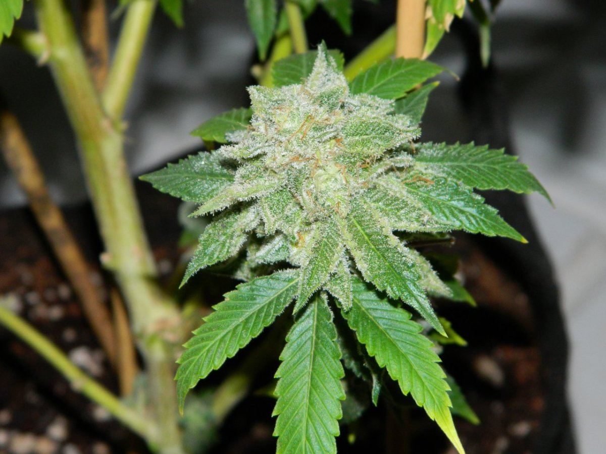 Alien matter starrock white 001