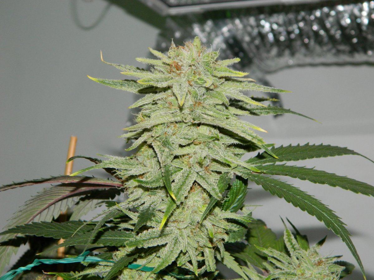 Alien matter starrock white 002