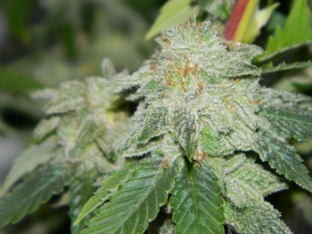 Alien matter starrock white 003
