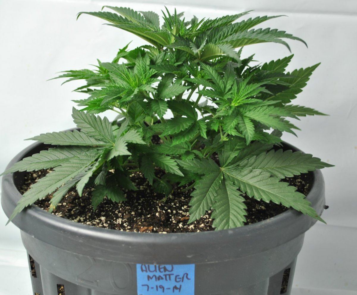 ALIEN MATTER VEG 7 30 14 1