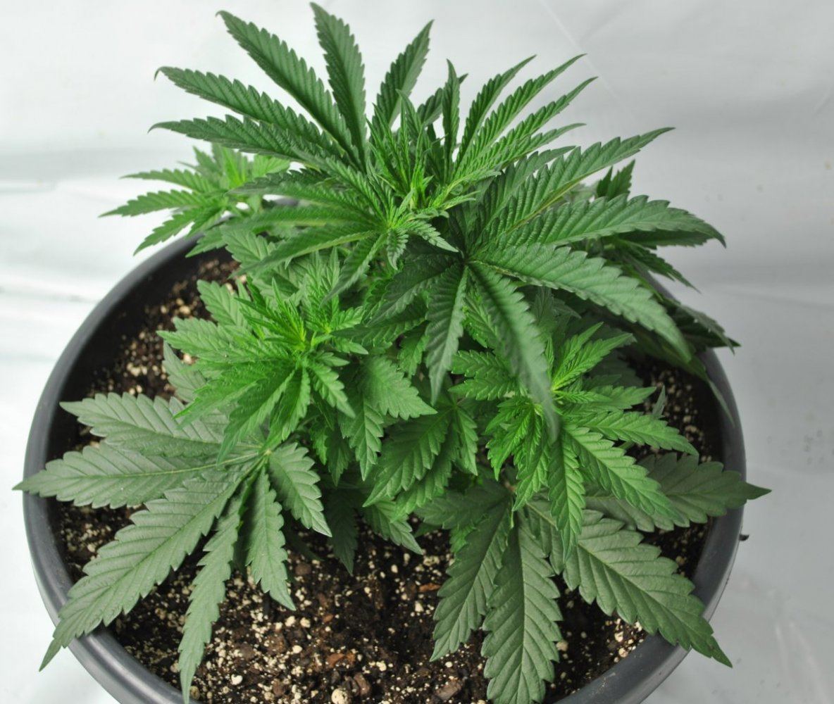 ALIEN MATTER VEG 7 30 14 2