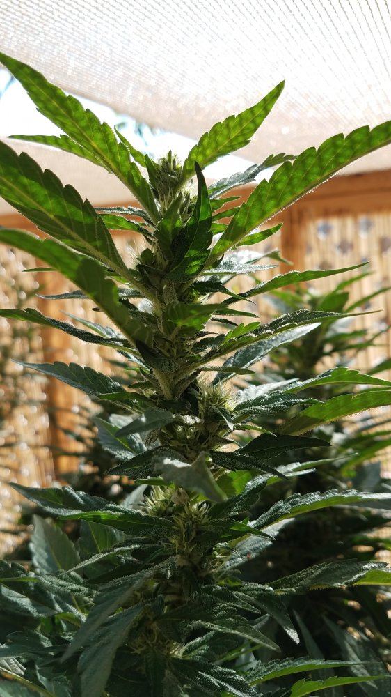 Alien OG