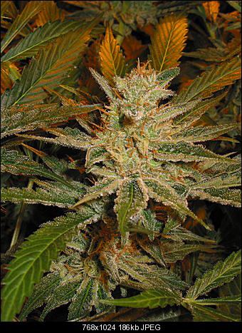 Alien pure3